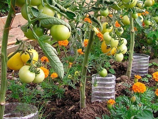 ПРИКОРНЕВОЙ ПОЛИВ ИЗ ПЛАСТИКОВЫХ БУТЫЛОК Для экономии воды и более эффективного полива можно использовать так называемый способ подпочвенного полива. При таком способе вода доставляется
