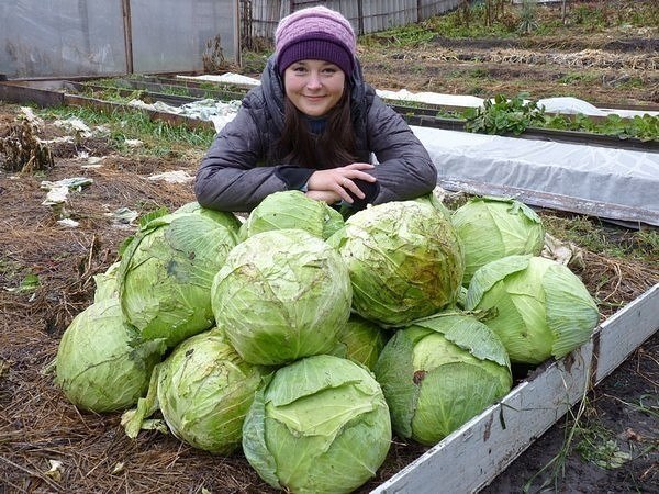 Капуста на дернине Один участок земли у нас никак не обрабатывался два года. И наши родители традиционники, ждали, когда же мы этот участок вскопаем, ведь без обработки почва сильно уплотнилась