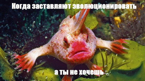 https://pp.userapi.com/c635102/v635102792/3bf0a/tWh0YFsHlPE.jpg