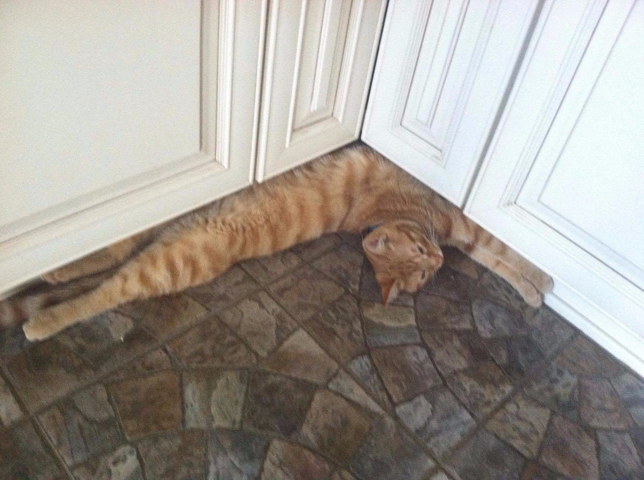 Поговорим о кошках43