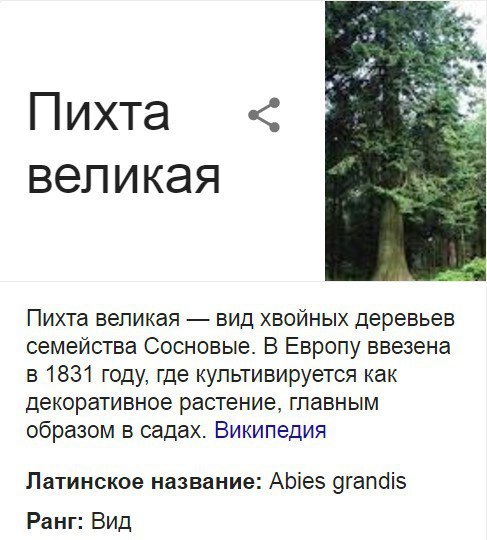 Пихта замечательная, пихта умная, пихта молодец!