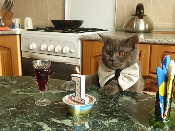 Котику сегодня 1 годик