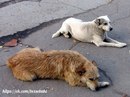 Если вы подберете на улице дворовую собаку и накормите ее, она никогда вас не укусит.