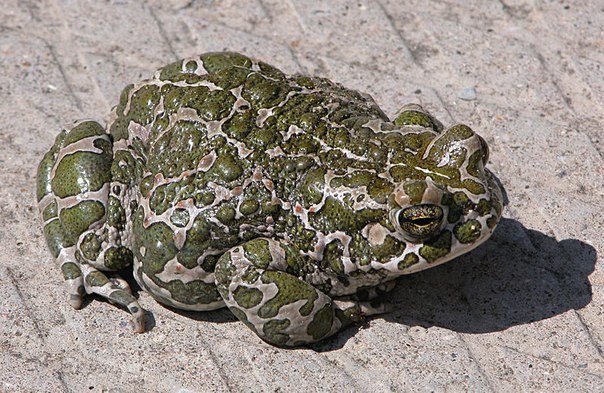 Зелёная жаба (лат. Bufo viridis) — бесхвостое земноводное из семейства жаб. Зелёная жаба (лат. Bufo viridis) — бесхвостое земноводное из семейства жаб.