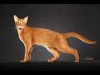 Abyssinian Cat - An Informational Video