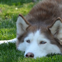 Собаев Михаил