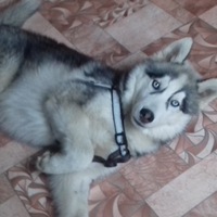 Сашенька Сашуля |