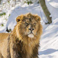 Андрей Игумнов