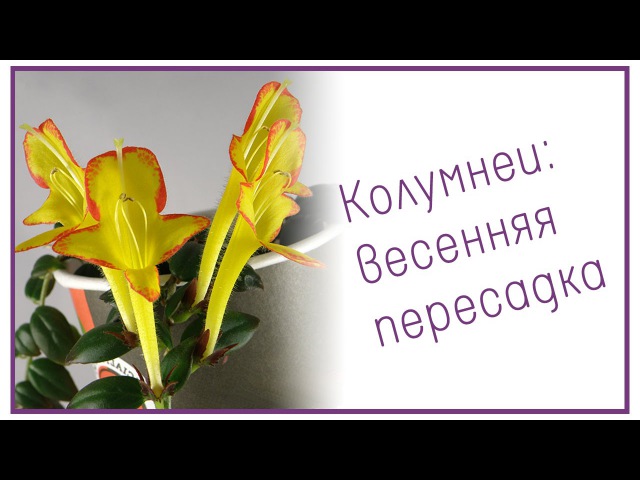 Колумнеи весенняя пересадка