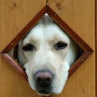 Ветер Голосной сервіс Youlazy