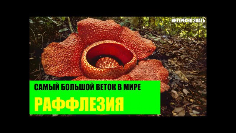 Возбуждающее порно фото индианок на Фаподроме, только фапабельные телки!