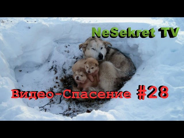 Спасаем собак от голодной смерти.