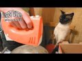 СМЕШНЫЕ КОТЫ И КОШКИ 2017 ПРИКОЛЫ С КОТАМИ И КОШКАМИ 2017 FUNNY CATS Compilation 2017 #43