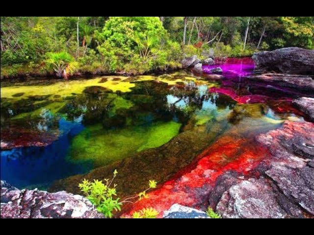 Caño Cristales biotope