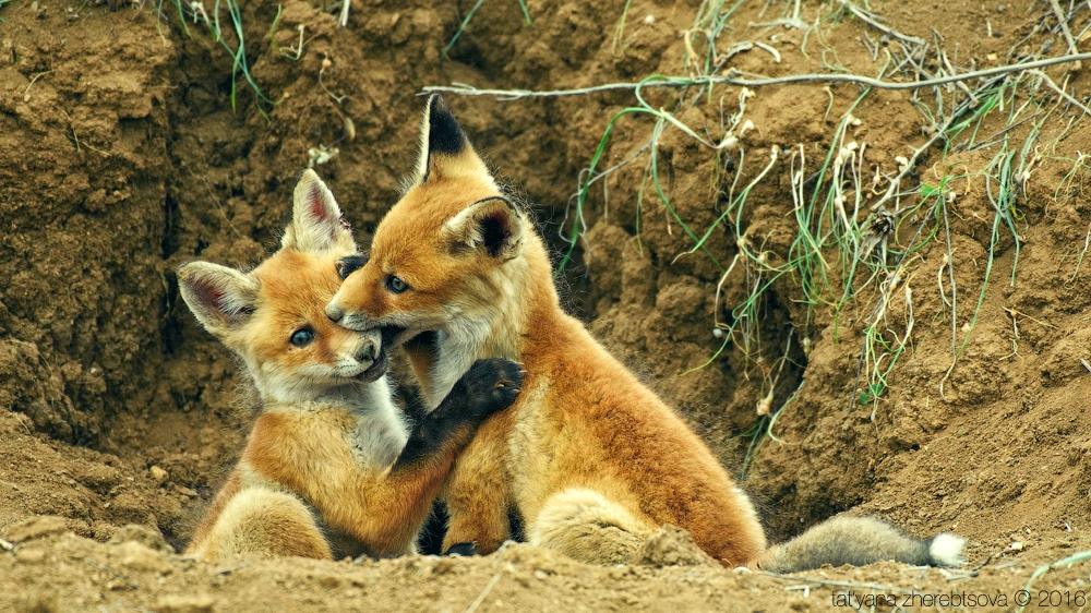 wildlife.crimea.ua