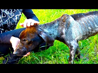 They Adopted a Homeless Dog and Something Magic Happened