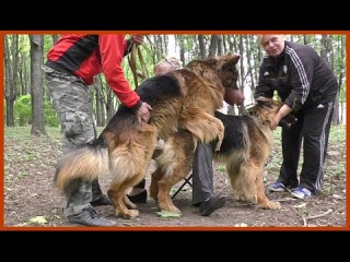 ВЯЗКА Немецких Овчарок Дольфа и Дагиры. Mating dogs. Perros de apareamiento. कुत्ता संभोग।