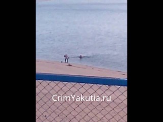 Моржи в Якутске