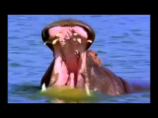 Бэби Эйнштейн Смотреть 11