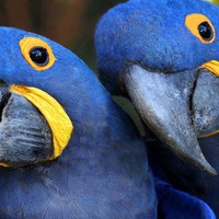 Марина Попугай