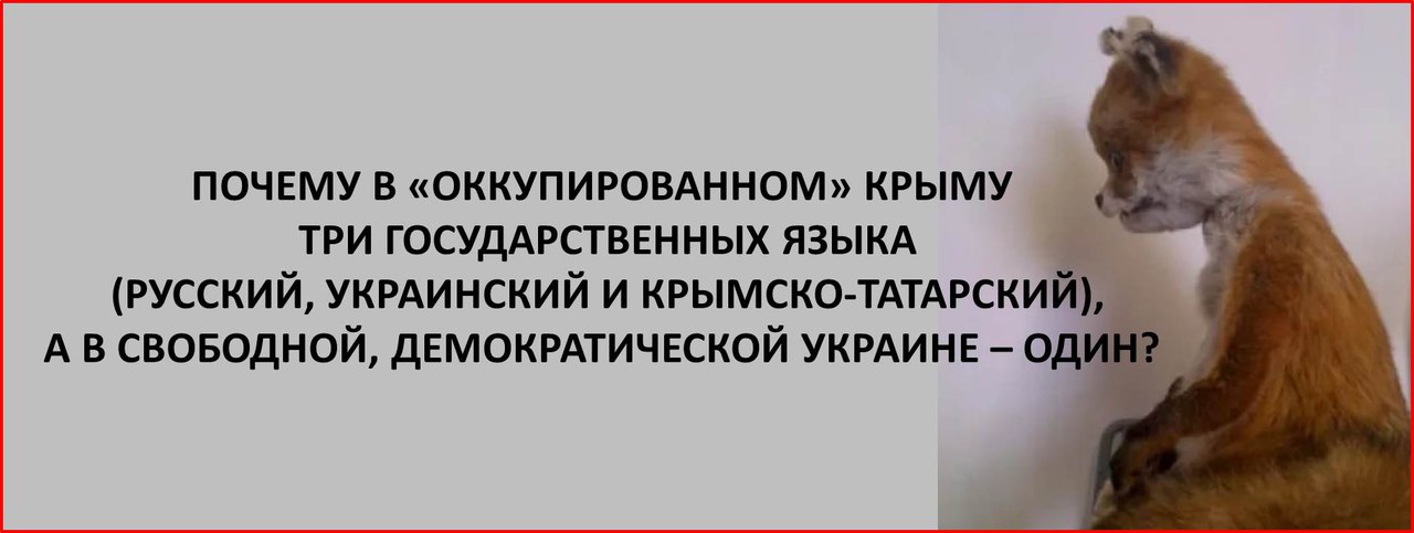 Почему украина врет. Правила жизни кота. Как отучить лазить котов на стол. Как отучить кошку по столу. Как отучить кота лазить на стол? Способы.