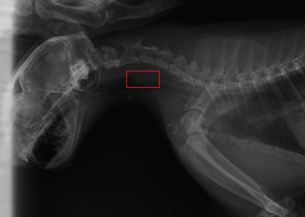 Поговорим о кошках43