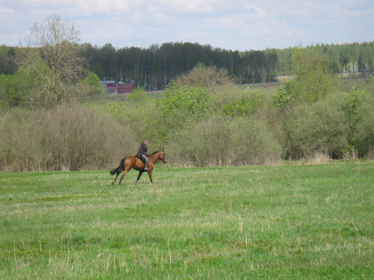 l6HoOjRoam4.jpg