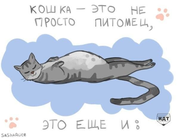 Кто такие Коты