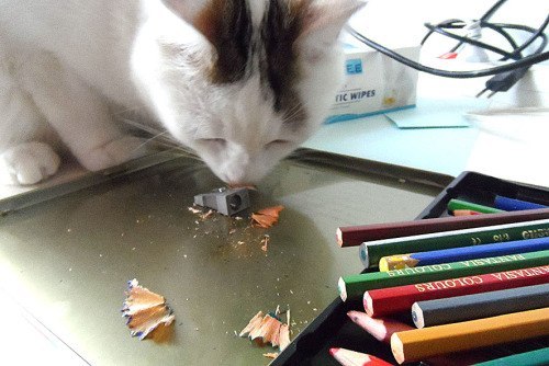 Кот художника.