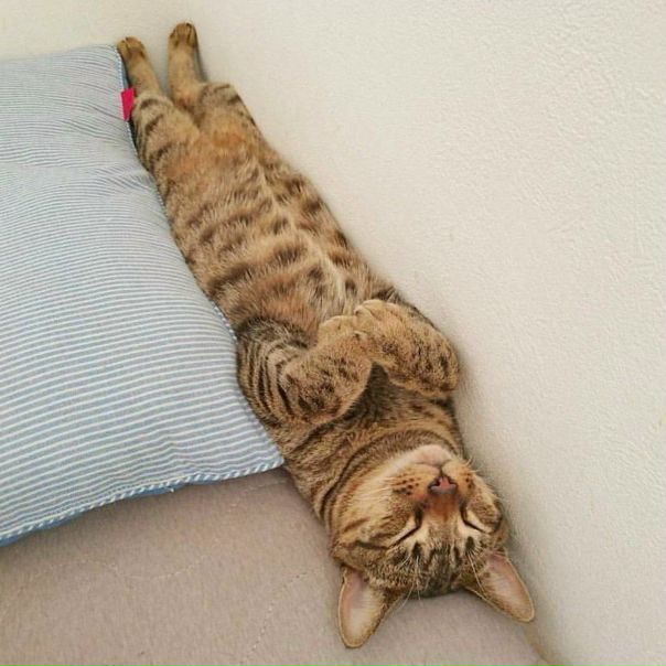 Кот перфекциониста