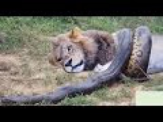 Giant Anaconda vs Lion vs Tiger vs Python - Wild Animal Attacks #27