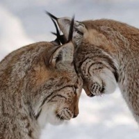 Кирилл Терещенко