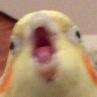 Тина Цылева