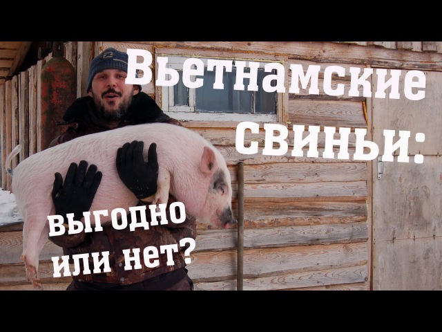 Вьетнамские свиньи - выгодно или нет