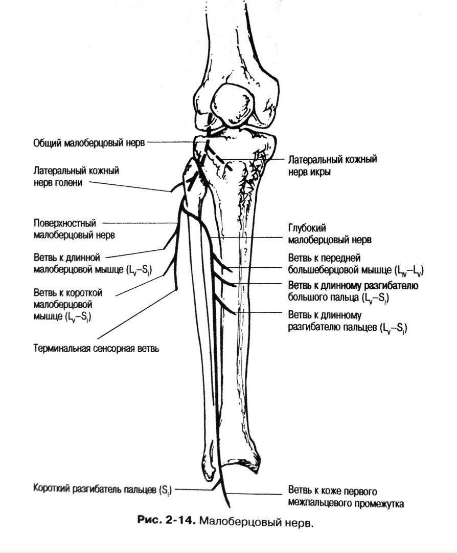 Техника блокады малоберцового нерва - фото презентация