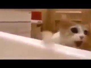 Котик боится, что хозяйка утонет, и пытается её спасти