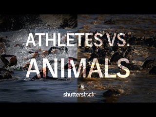 Athletes Vs. Animals: Athletic Similarities in the Animal Kingdom and the Olympic Games