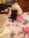 Безкота_добро