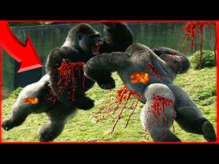 Most Amazing Wild Animal Attack ► Crazy Animal Fights ► Giant Anaconda vs Gorilla, Lion, Bear, Dog