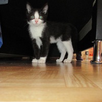 Veronika Лученинова