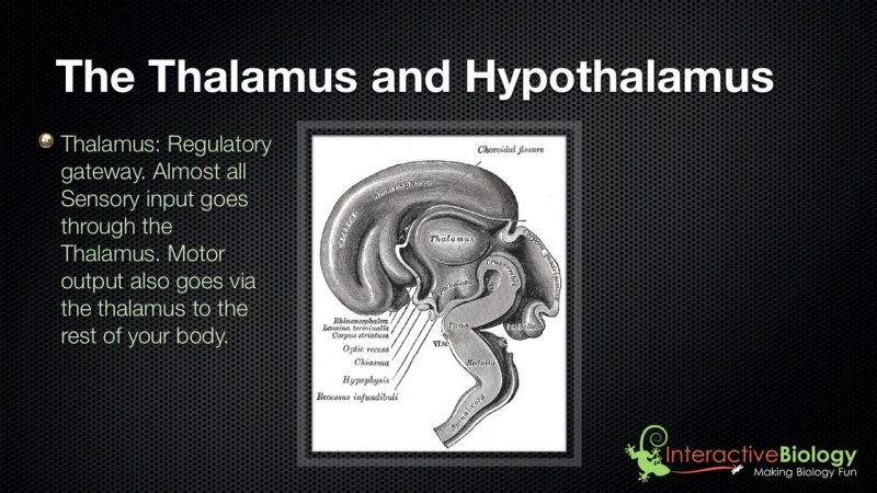 028 The Thalamus and Hypothalamus