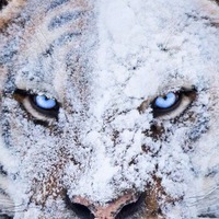 Андрей Ваганов | 