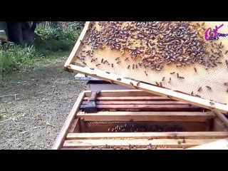 ОГЛЯД БДЖІЛ ПІСЛЯ ОБРОБКИ САНАПИНОМ