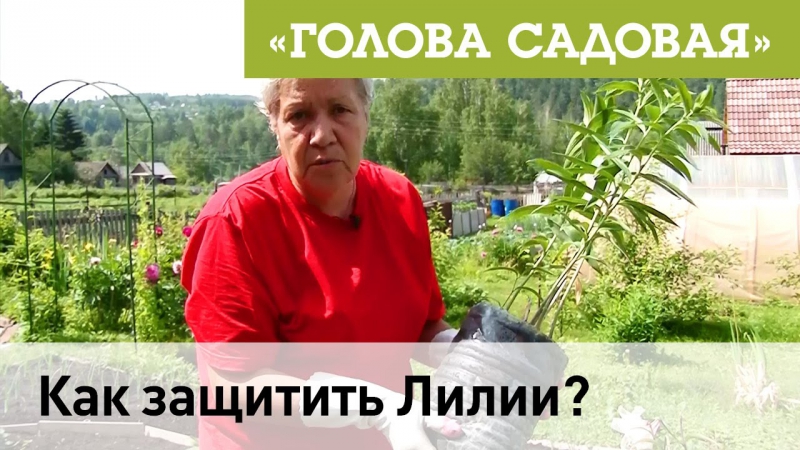 Голова садовая - Как защитить Лилии