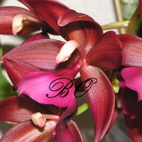 beautiful_orchids
