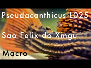 Macro - Pseudacanthicus sp. L025 - Sao Felix do Xingu