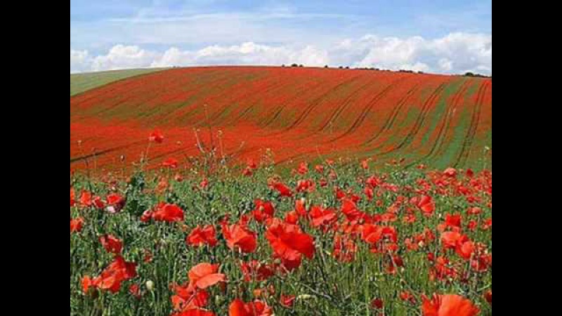 In Flanders Fields