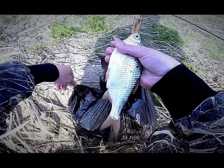 Первая рыбалка на воблу 2017 (карась, густера). Ловля воблы на донку. Рыбалка на зак ...