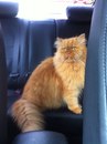 Безкота_добро