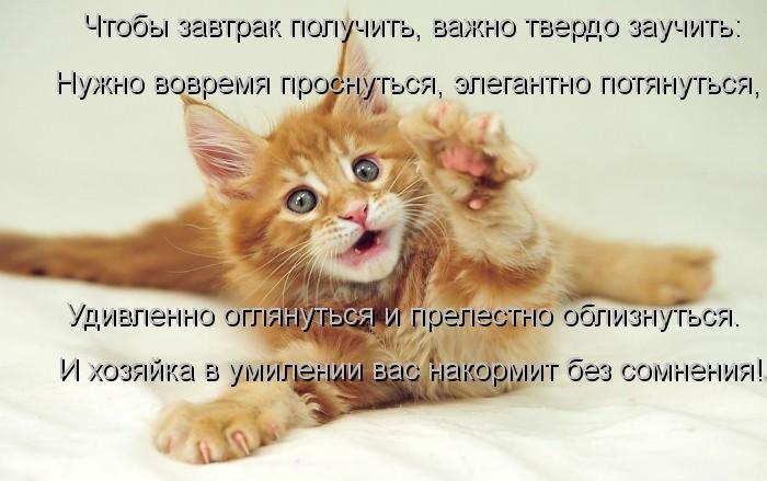 Картинки с добрым утром с котятами и надписями прикольными